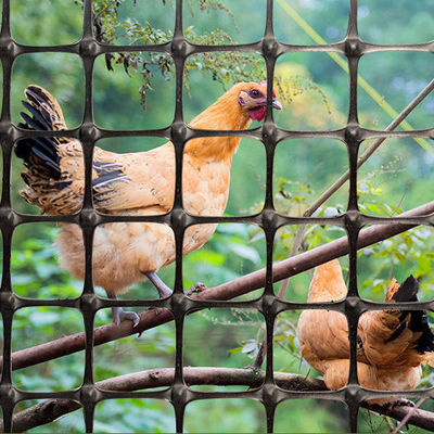 Normal Black Biaxial Geogrid Essential for Breeding Chickens Plastic Fence in Roadbed