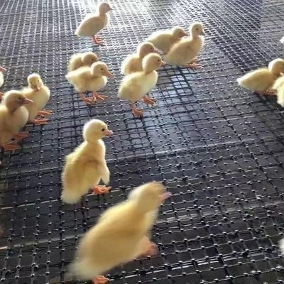 CE/ISO9001 Certified Chicken and Goose Breeding Fence with Reinforced Biaxial Geogrid