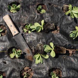 Woven Geotextile Landscape Mat for Contemporary Plant Protection and Landscape Design