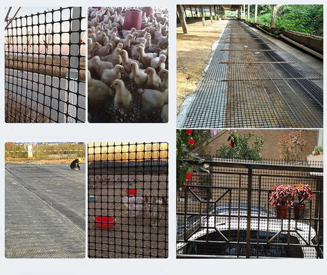 Black Bidirectional Geogrid Plastic Net for Chicken and Duck Enclosure in Warehouse