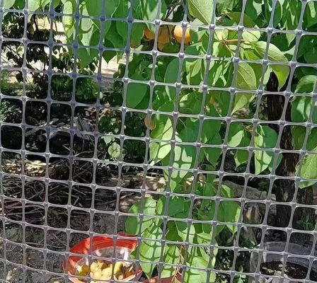 Black Bidirectional Geogrid Plastic Net for Chicken and Duck Enclosure in Warehouse