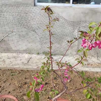 PP/HDPE 13gsm Anti Bird Netting for Crop and Fruit Trees Protection Farming Shielding