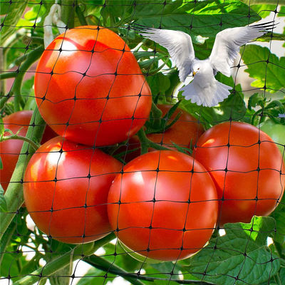 Protect Your Garden with Cutting Plastic Net Agriculture Anti Bird Net UV 25g/m2