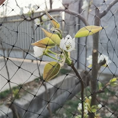 2cm Mesh Anti Pigeon Net for Protecting Berry Trees in Your Rice Field and Garden