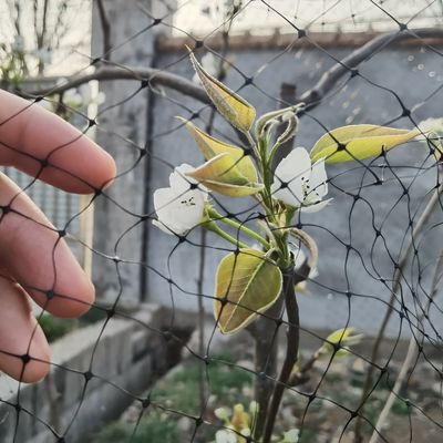 Protect Your Garden Fruits with Reusable Plastic Anti-Bird Nets and CE ISO Certificate