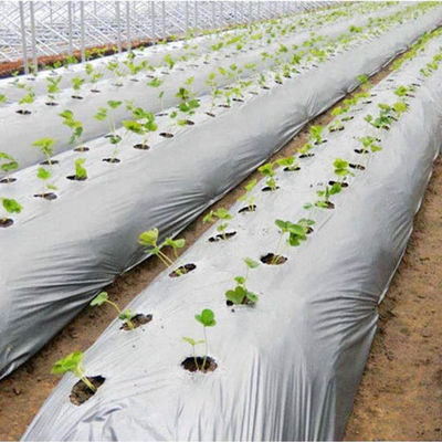 Customized Length Agricultural Ground Cover Film for Pineapple Growing Life Span 1-2 Years